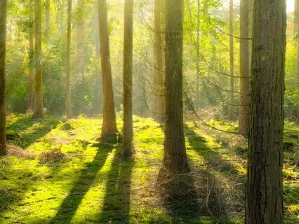 Forest Walk With God – A Faith-Filled Reflection