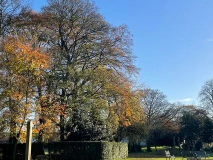 Forest Walk Yoga Nidra