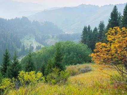 Forest Whisper Meditation: Nature Sounds for Inner Calm
