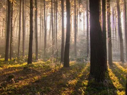 Forest Whispers