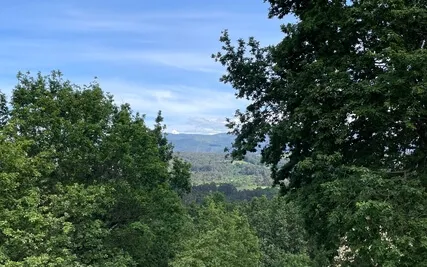 Forest Yoga Nidra For Grounding