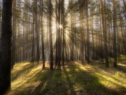 Forever Forest Magic
