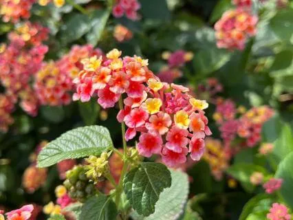 Forever Young | Meditation For Joy, Curiosity, & Playfulness