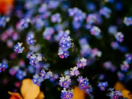 Forget Me Nots: For Sleep And Sweet Dreams