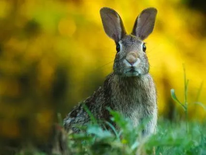 Forgiveness Affirmations