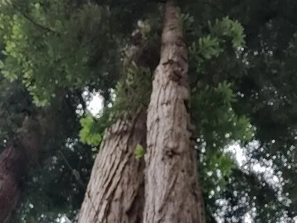 Forgiveness and Gratitude