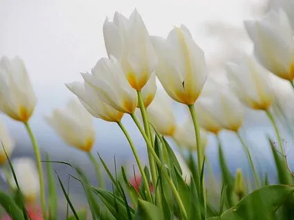 Forgiveness Biofield Tuning Session