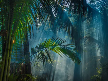 Deep Jungle Meditation Waves