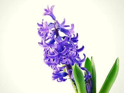  Forgiveness For Self And Others: Ho’oponopono Prayer 