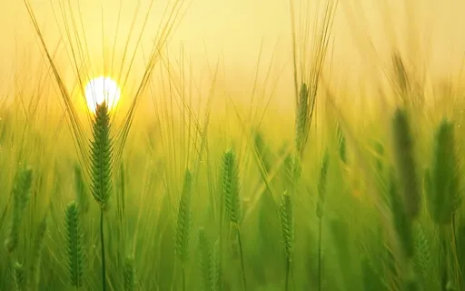 Forgiveness Guided Meditation