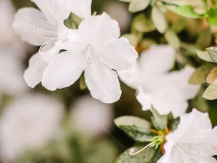 Forgiveness Using Ho’oponopono Prayer