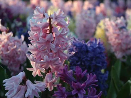 Forgiveness - Instrumental For Healing And Rest