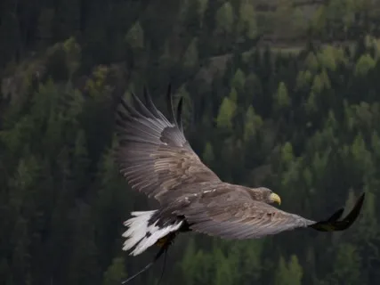 Forgiveness Practice