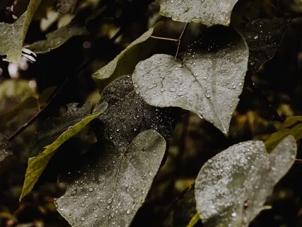  Invite Healing Through Forgiveness