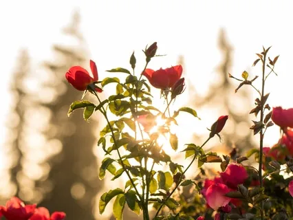 Forgiveness Meditation