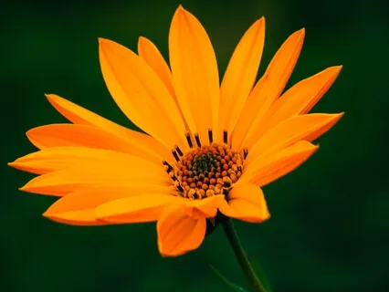 Forgiveness Meditation