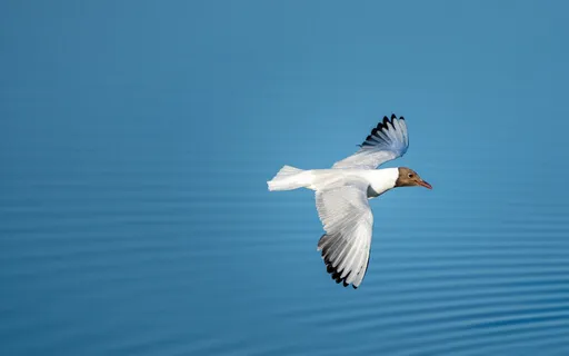 Forgiveness Meditation