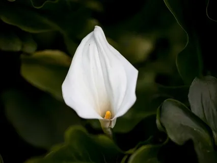 Forgiveness Meditation for Self-Love