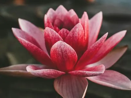 Deep Release: A Forgiveness Journey