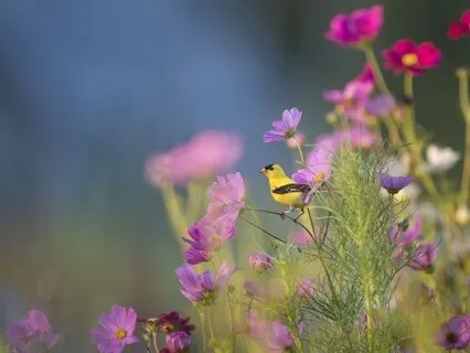 Forgiveness Meditation