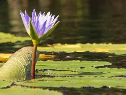 Forgiveness Meditation