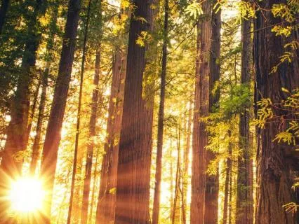 Forgiveness Meditation