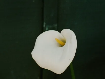 Forgiveness + Soul Healing Meditation