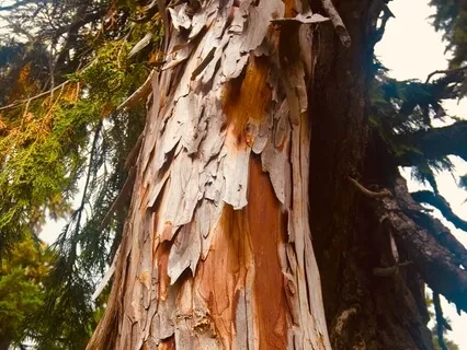 Forgiveness Through Equanimity