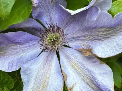 Forgiving Myself In The Garden
