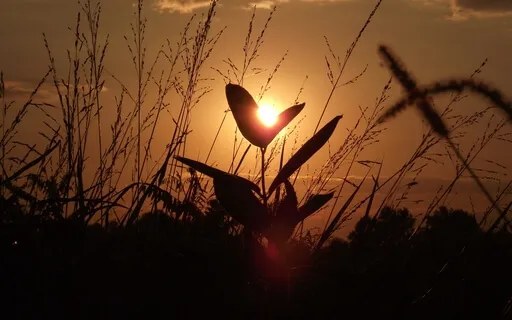 Формирование Cочувствия к Cебе