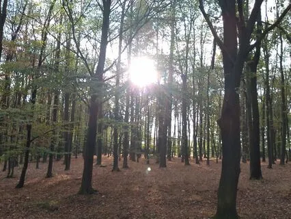 Forrest Nature Sounds With Subliminals For Healing