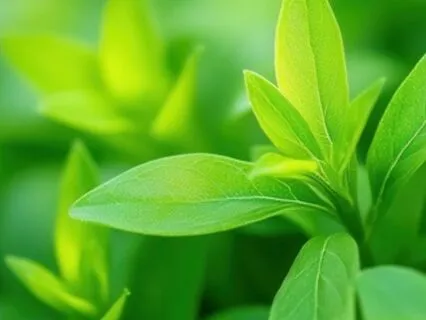 Forrest Walk - Deep Relaxation Visualisation