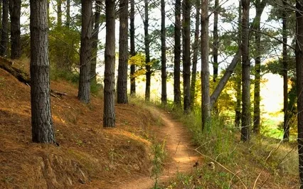 Forrest Walk ( Live ) Cello