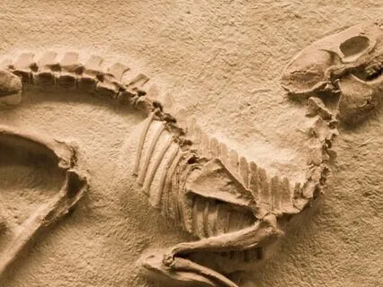 Fossil Hunting (Bedtime Story)