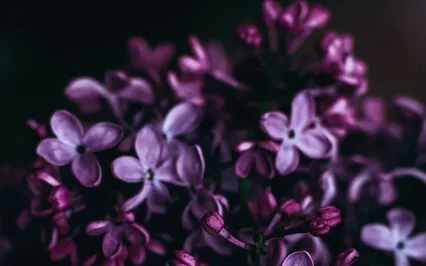 Foster Gratitude Sleep Meditation