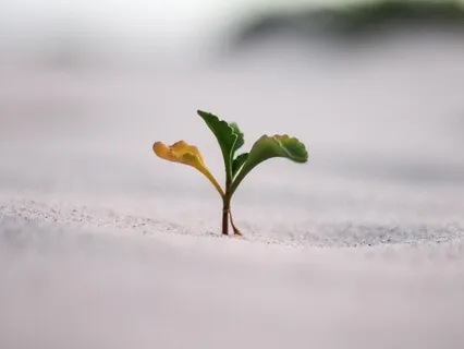 Fostering A Growth Mindset