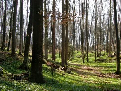 Fostering Forgiveness