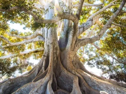 Foundation Of Strength ~ Serenity Wellness Podcast E62