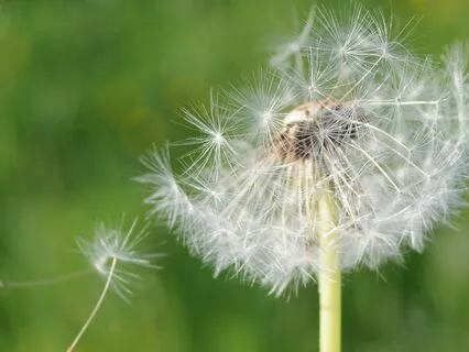 Foundations:  Clearing Breath