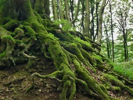 Foundations: Grounding