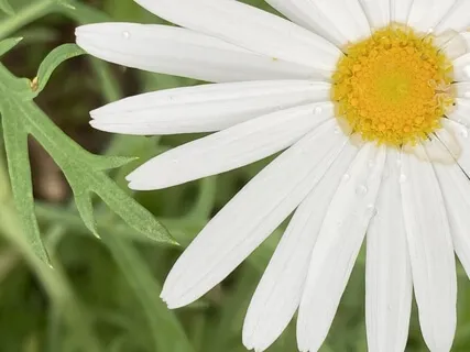 Foundations Of Meditation: Arriving In Your Body