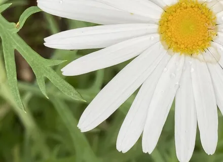 Foundations Of Meditation: Arriving In Your Breath