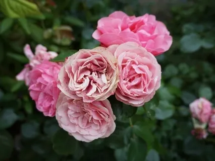 Four Factors Are Mandatory In Any Meditation Practice