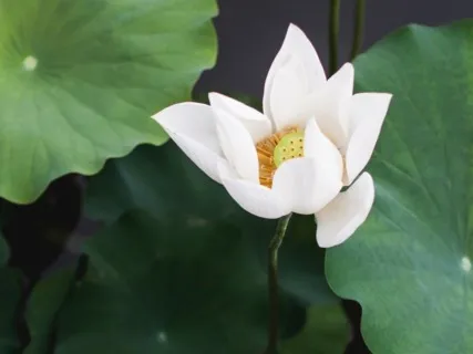 Four Keys To Mindfulness Meditation  - 20 Min Daily Insight