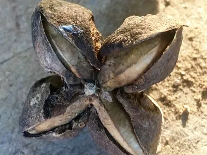 Four Postures Practice