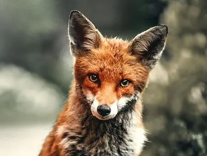 Fox Cleverness Spirit Animal Activation Meditation