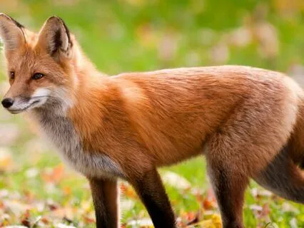 Fox's Fire (Chinese Bedtime Story)