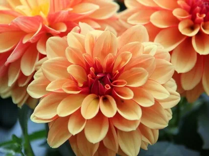 Gratitude Meditation: Fragrant Flowers