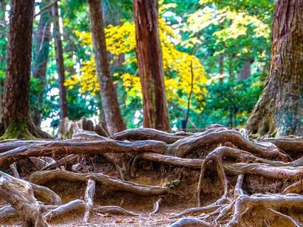 Fudō Myōō 不動明王 (Japanese Esoteric Mantra)