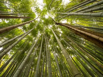 Reiki Precepts Chanted In Japanese By Frans Stiene Of The International House Of Reiki 